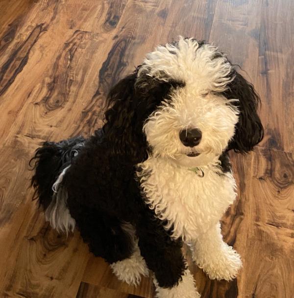 /Images/uploads/Friends of Seal Beach Animal Care Center/2022sbacc/entries/20964thumb.jpg